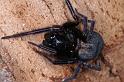 Badumna_insignis_D4196_Z_87_Alexandra hills Brisbane_Australie